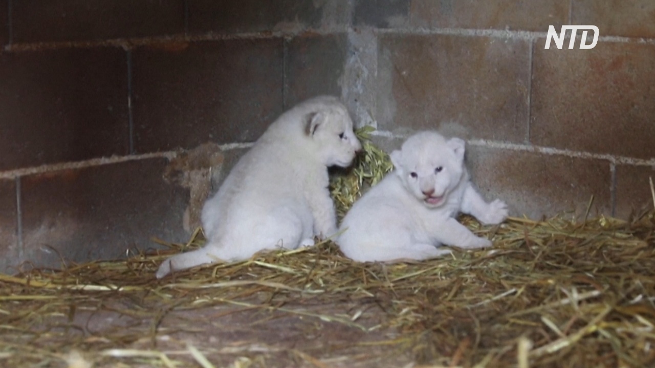 В кипрском зоопарке среди тишины и покоя родились белые львята