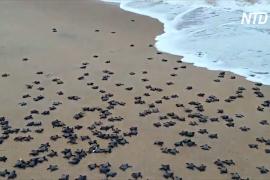 На безлюдных пляжах Индии вылупились миллионы оливковых черепах