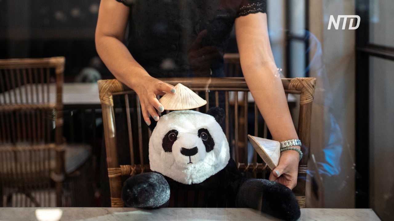 Плюшевые панды – новая тактика соцдистанцирования в ресторане Бангкока