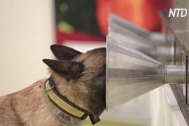 Во Франции собак тренируют искать заражённых коронавирусом