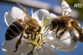 Эксперты: пандемия помогла популяциям пчёл восстановиться