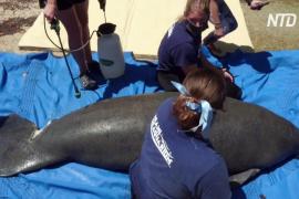 Волонтёры выпустили спасённых ламантинов в море у островов Флорида-Кис