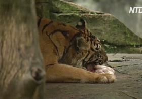 Индонезийский зоопарк хочет скормить оленей большим кошкам