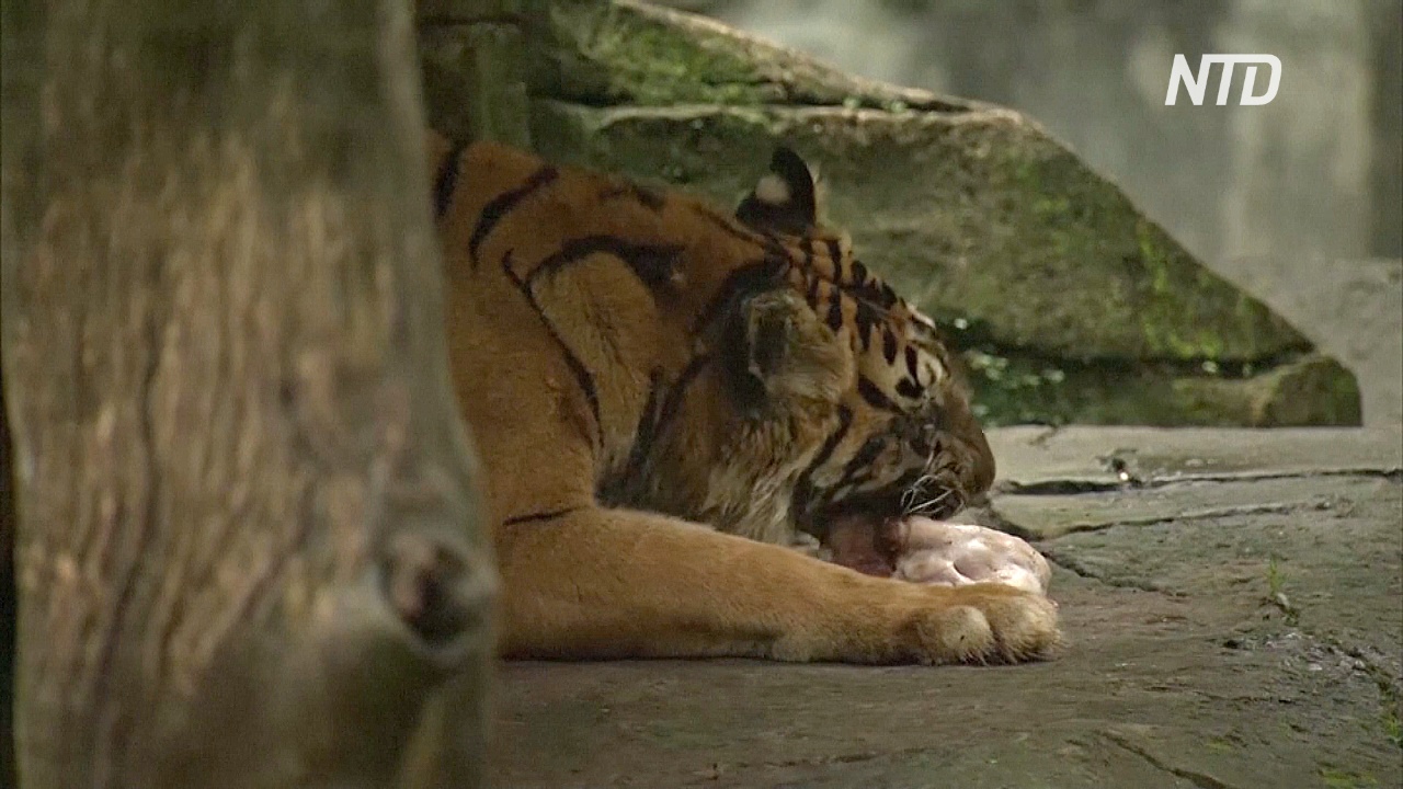 Индонезийский зоопарк хочет скормить оленей большим кошкам