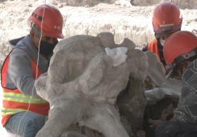 В Мексике откопали останки 60 мамонтов, завязших в древнем озере