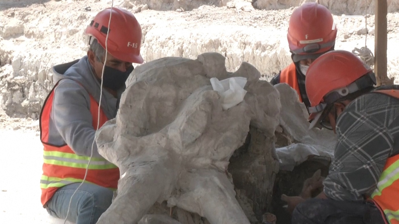 В Мексике откопали останки 60 мамонтов, завязших в древнем озере