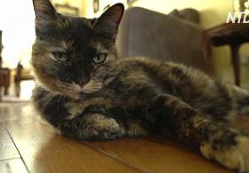 Пожилая французская кошка заразилась COVID-19 и выздоровела