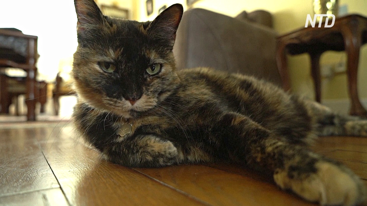 Пожилая французская кошка заразилась COVID-19 и выздоровела