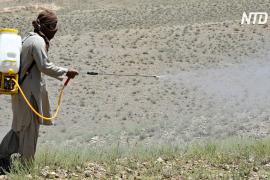 Пакистану из-за нашествия саранчи угрожает нехватка продовольствия