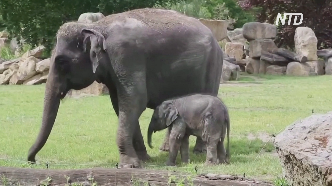 В Пражском зоопарке новорождённый слонёнок вышел к гостям