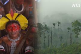 Бразильская часть лесов Амазонии исчезает всё быстрее