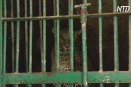 Забредшего в индийский город леопарда ловили полиция, лесничие и местные жители