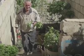 Чтобы прокормить семью, сириец на крыше устроил огород