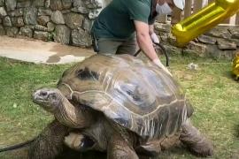 100 лет исполнилось самой старой черепахе Турции