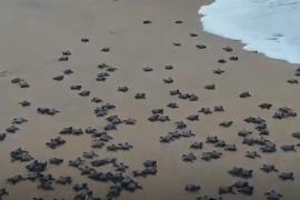 Миллионы оливковых черепах вылупились на пляжах Индии благодаря карантину