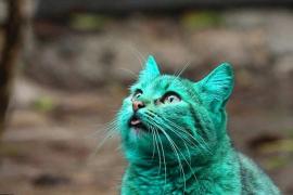 Почему болгарская кошка позеленела