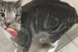 Кошке, которую чуть не убили из-за внешности, исправили дефект