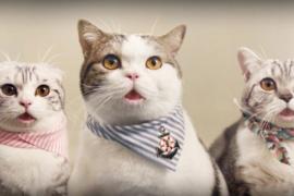Как кошки сыграли в рекламном ролике. Весёлое видео