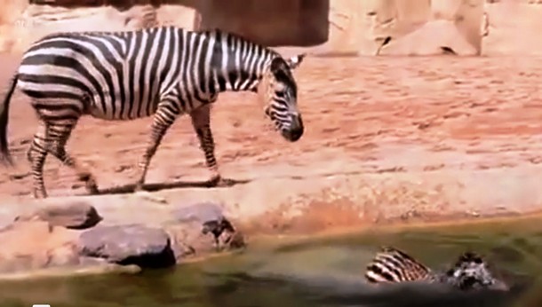 Маленькая зебра заставила двух мужчин нырнуть в бассейн