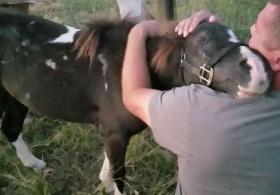 Как спасённый от убоя пони обнимает нового хозяина. Трогательное видео