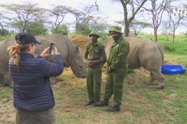 Кенийский заповедник показывает жизнь африканских животных в соцсетях