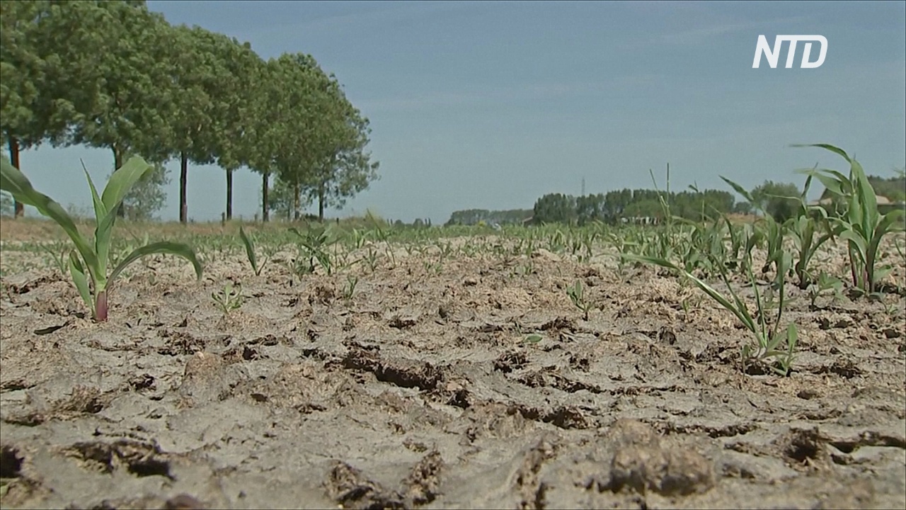 Бельгийские фермеры страдают от сильнейшей засухи за 120 лет