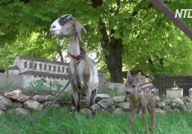 В Бахчисарае коза усыновила маленькую косулю