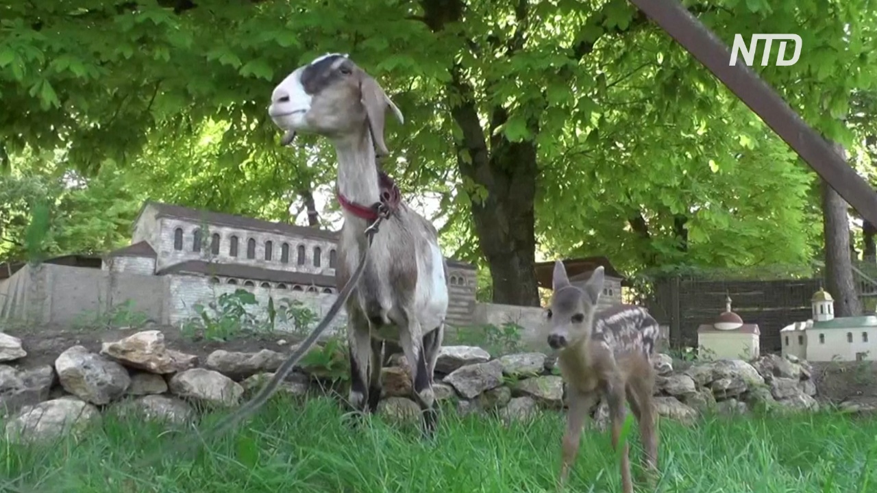 В Бахчисарае коза усыновила маленькую косулю
