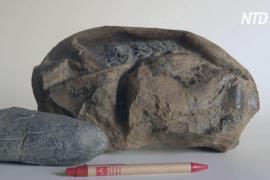 Гигантское древнее яйцо: учёные разгадали тайну окаменелости из Антарктиды