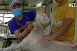 Волонтёр бесплатно стрижёт собак в приютах Таиланда