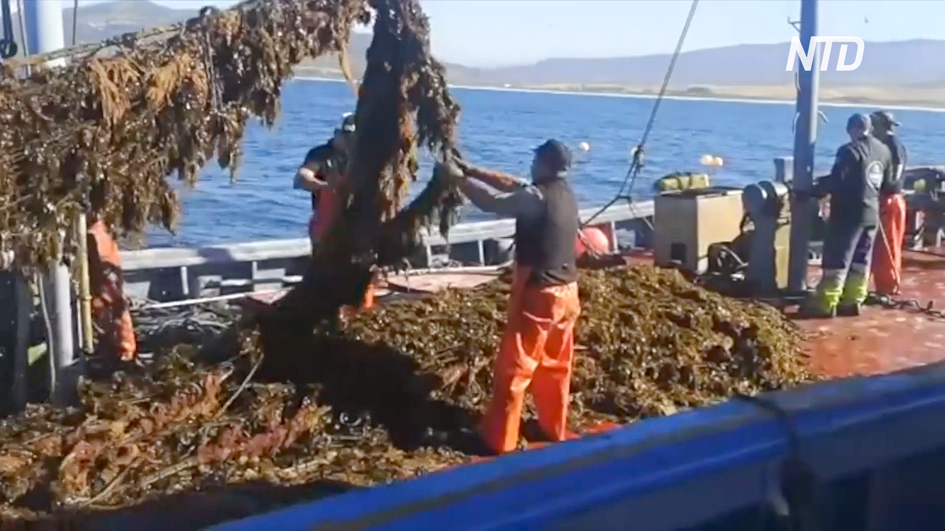 Сезон ловли тунца в Испании под угрозой из-за бурых водорослей