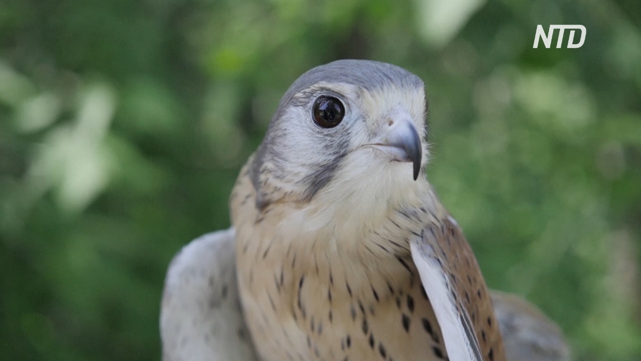 Новосибирские волонтёры за год спасают сотни хищных птиц
