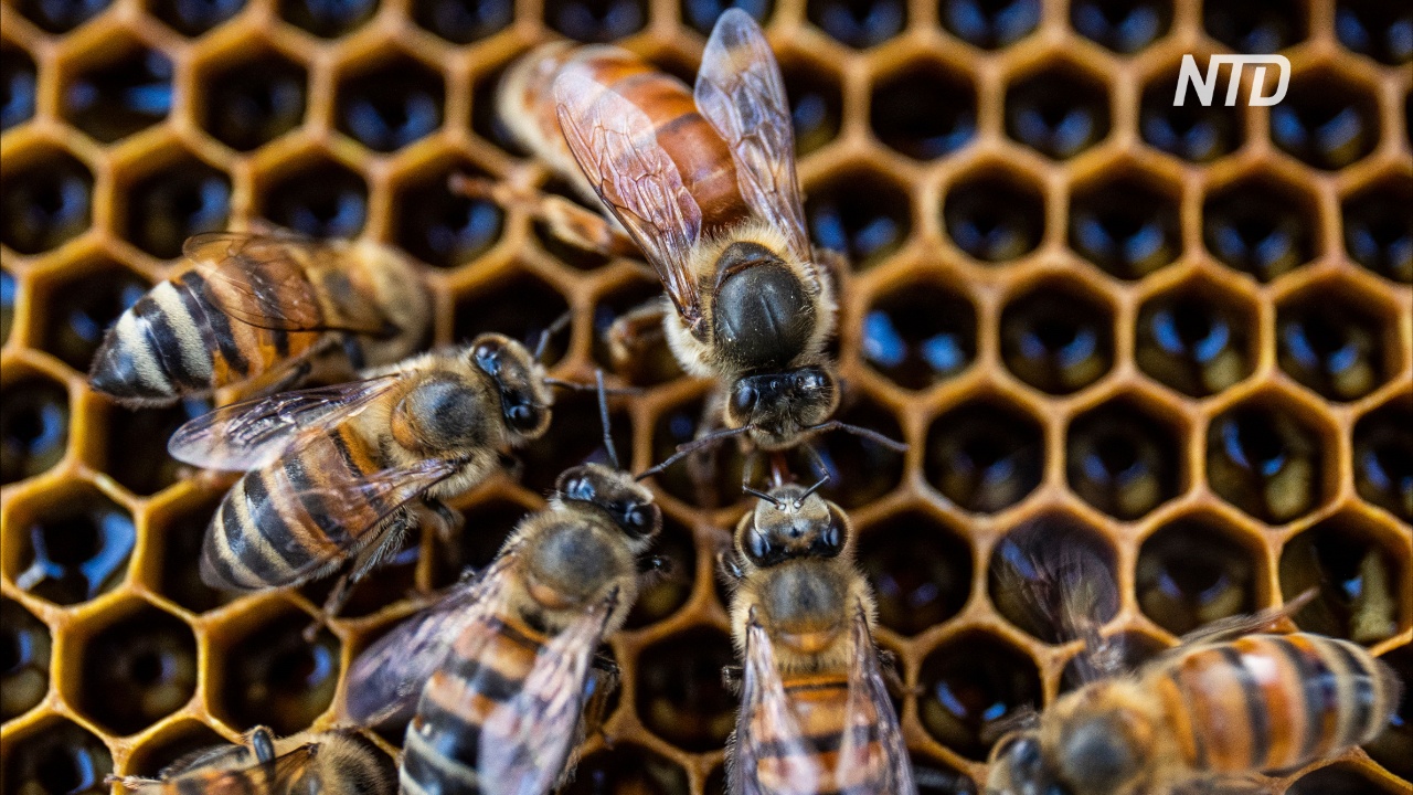 Новое исследование: пчелиные матки гудят и крякают