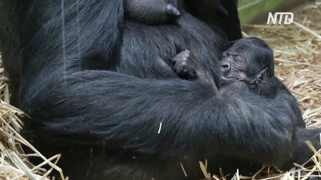 В зоопарке Антверпена родилась редкая горилла