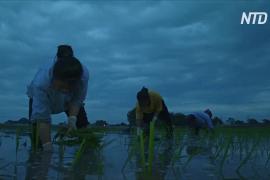 Из-за жары вьетнамские фермеры сажают рис по ночам