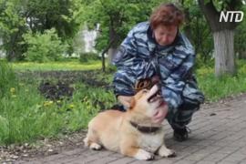 Нижегородский корги-полицейский отслужил семь лет и вышел на пенсию