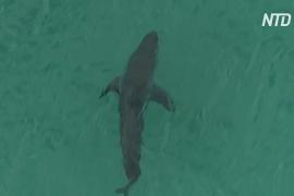 Сёрфингист погиб в результате нападения акулы в Австралии