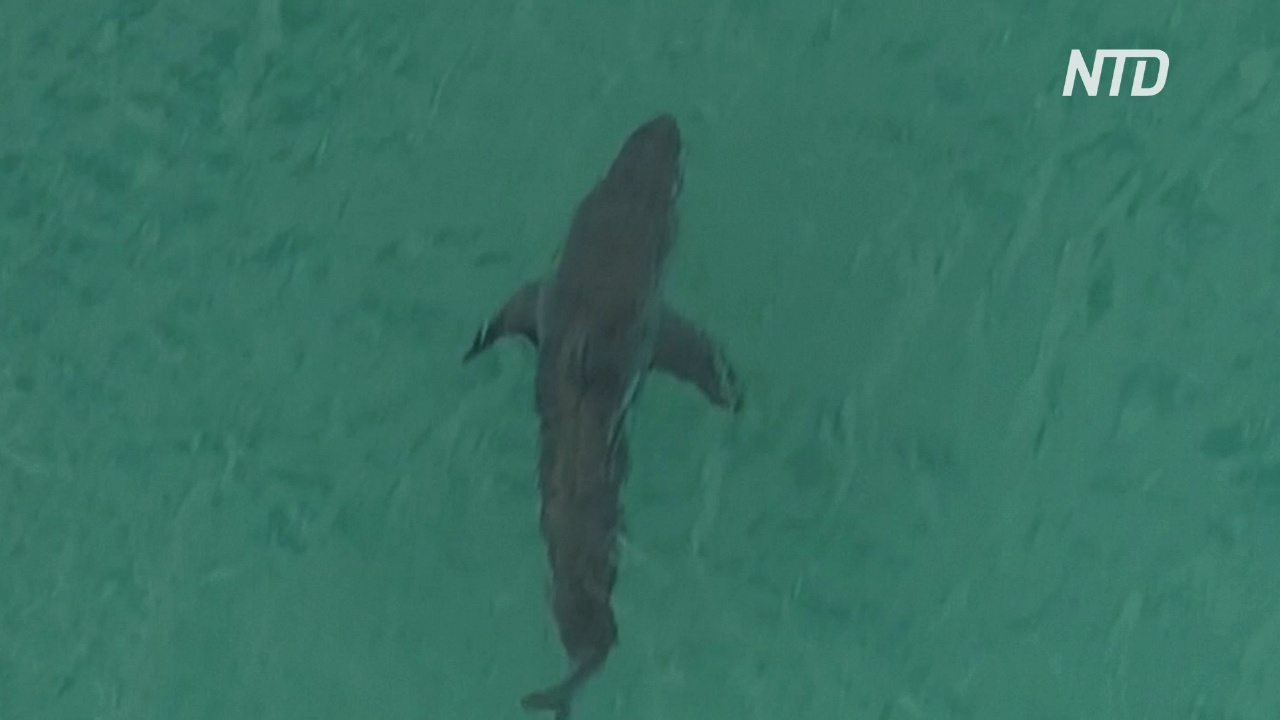 Сёрфингист погиб в результате нападения акулы в Австралии
