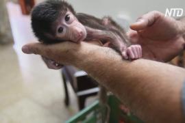 В палестинском зоопарке карантин спровоцировал беби-бум среди питомцев