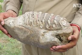 В Индии нашли челюсть доисторического слона, жившего 5 млн лет назад