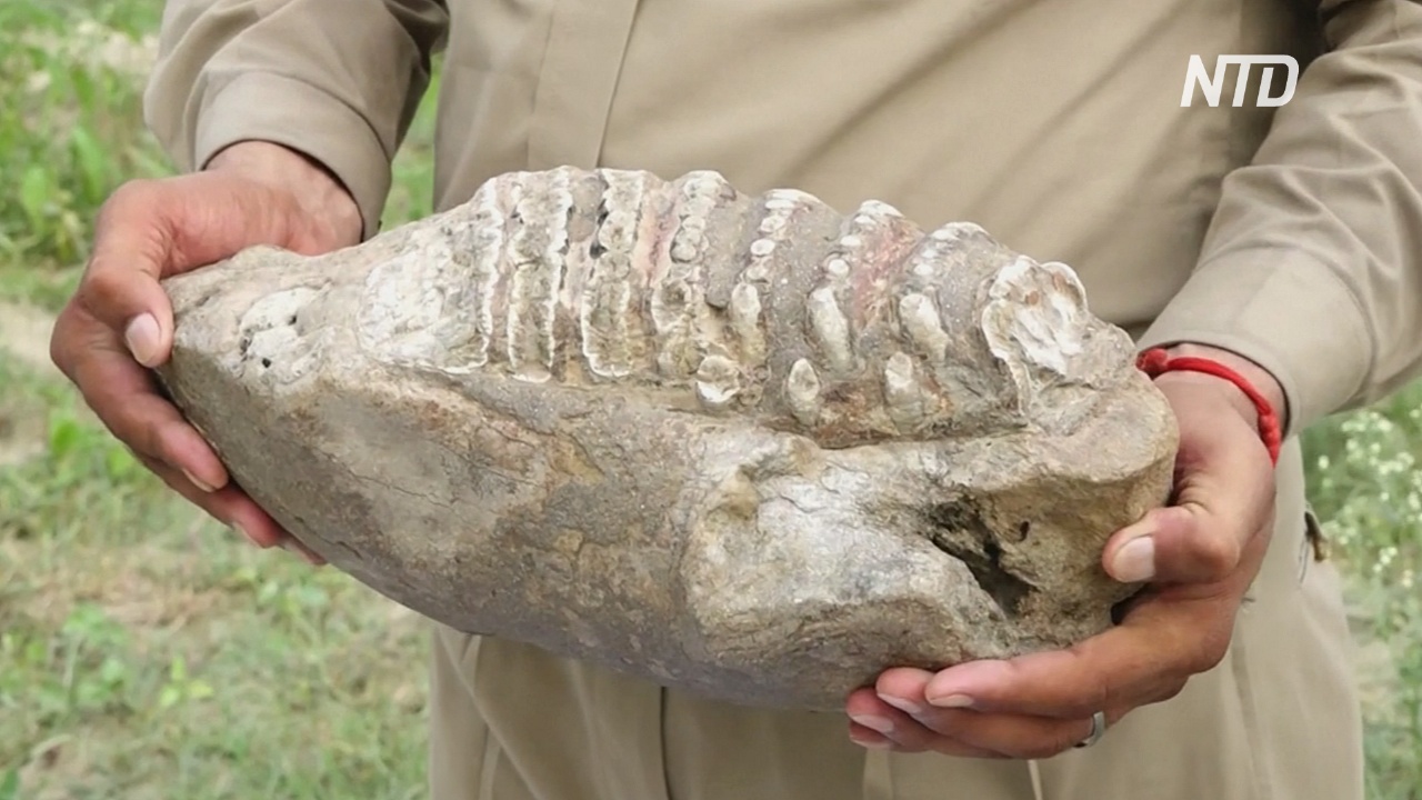 В Индии нашли челюсть доисторического слона, жившего 5 млн лет назад