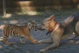 Тигрёнок подружился с собакой