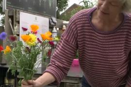 Эко-цветы и овощи: как работает бельгийская ферма самообслуживания
