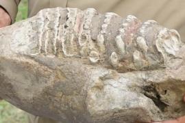 В Индии нашли челюсть стегодона – вымершего родственника слона