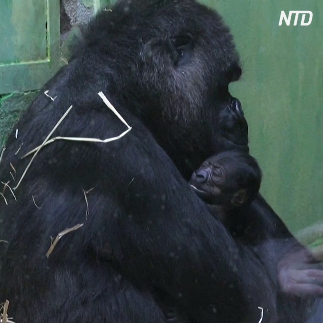 Детёныш гориллы только родился, а его уже показывают посетителям