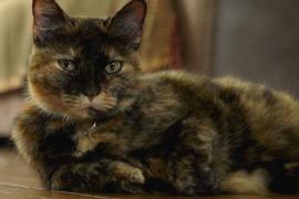 Французская кошка переболела COVID-19 и выздоровела