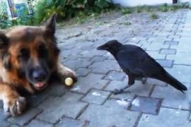Как ворона и собака играют с мячом