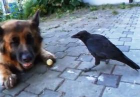 Как ворона и собака играют с мячом