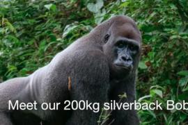 Взрослая горилла нашла друга весом 200 г