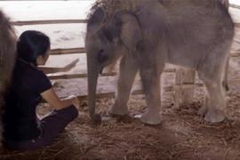 Что помогло слонятам-сиротам снять стресс